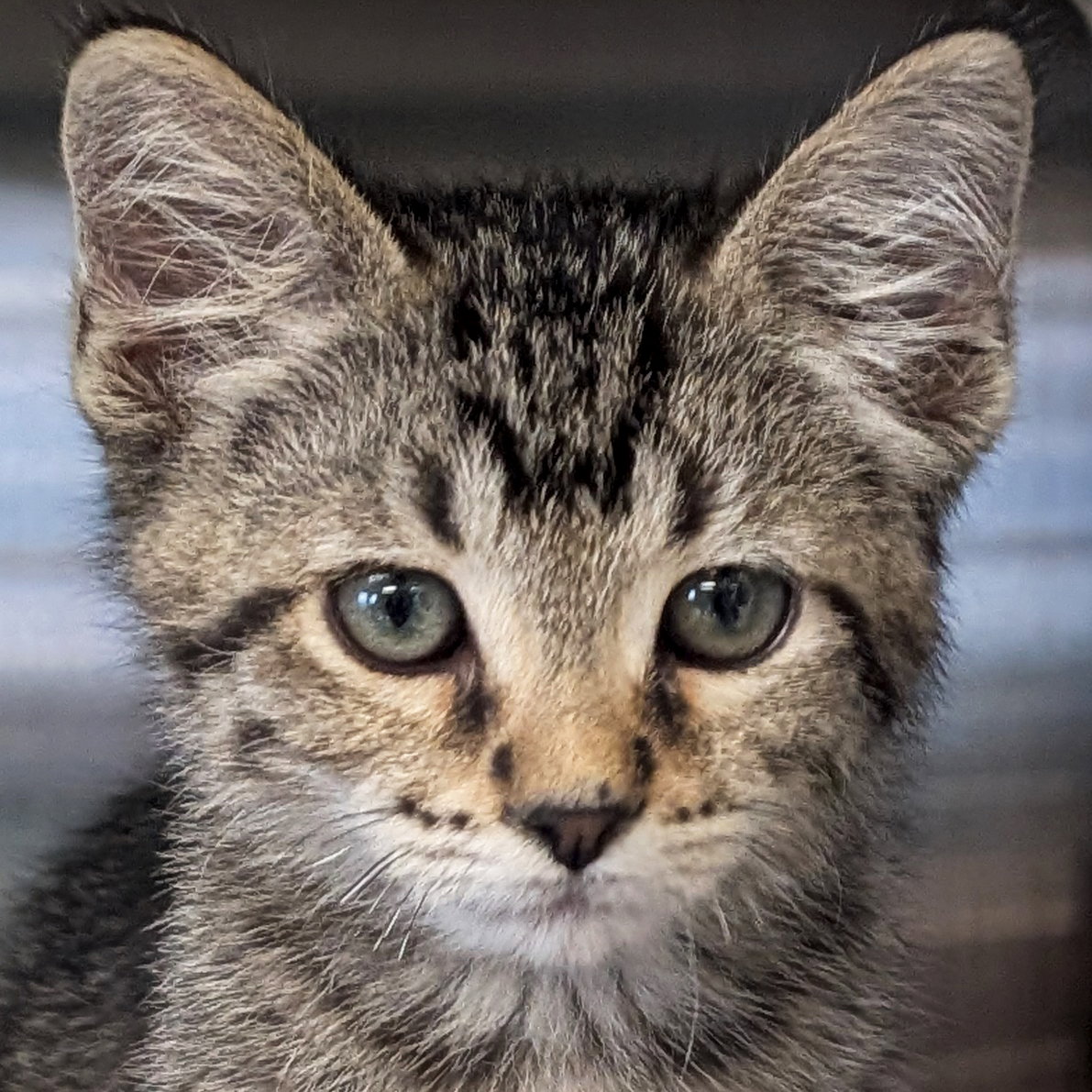 Stanley - Reduced Fee!