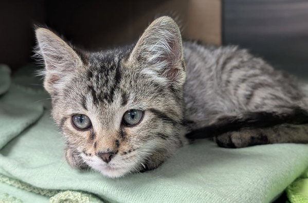 Stanley - Reduced Fee!