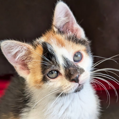 Gerber Daisy - Reduced Fee!