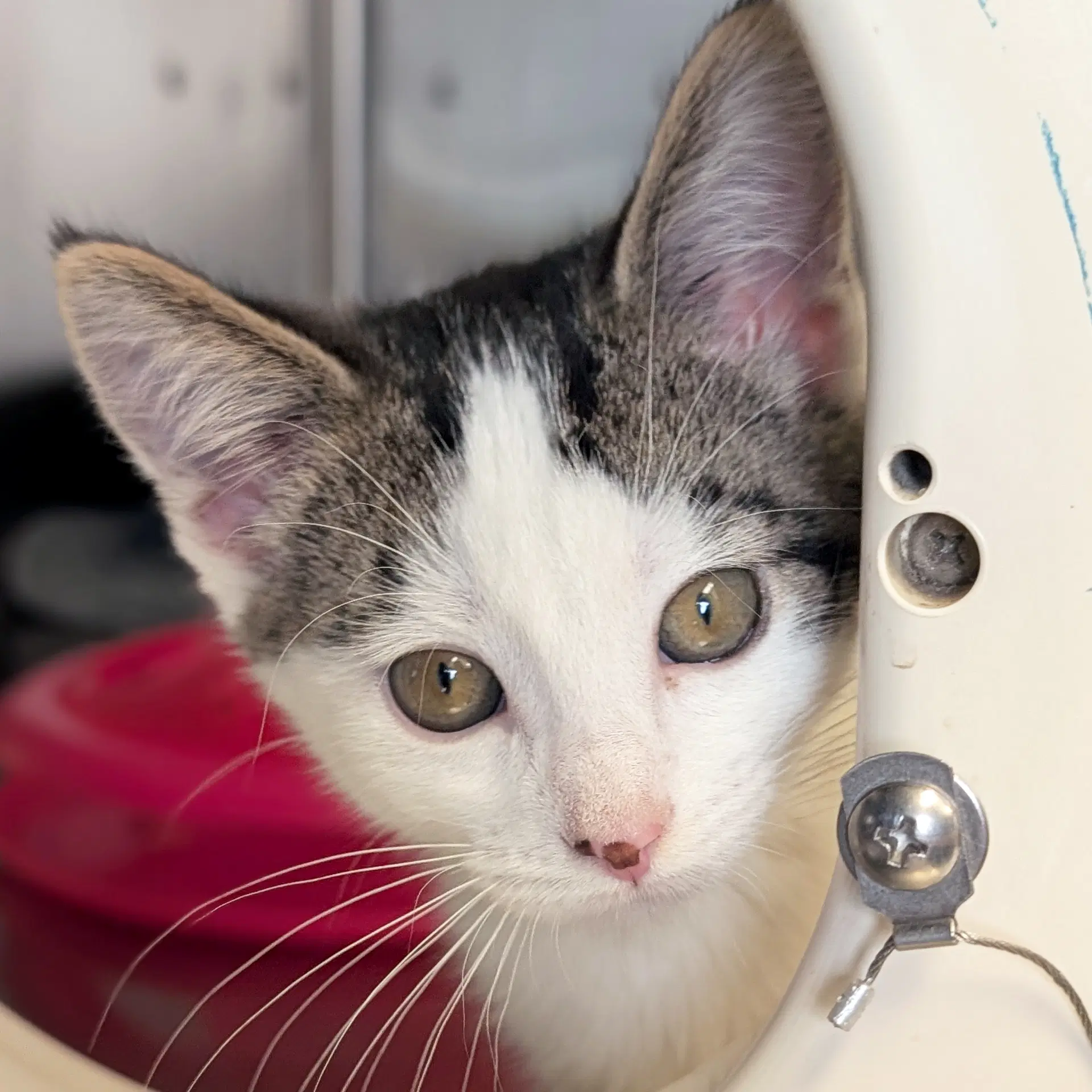 Pringles - Name Your Own Adoption Fee - Domestic Short Hair