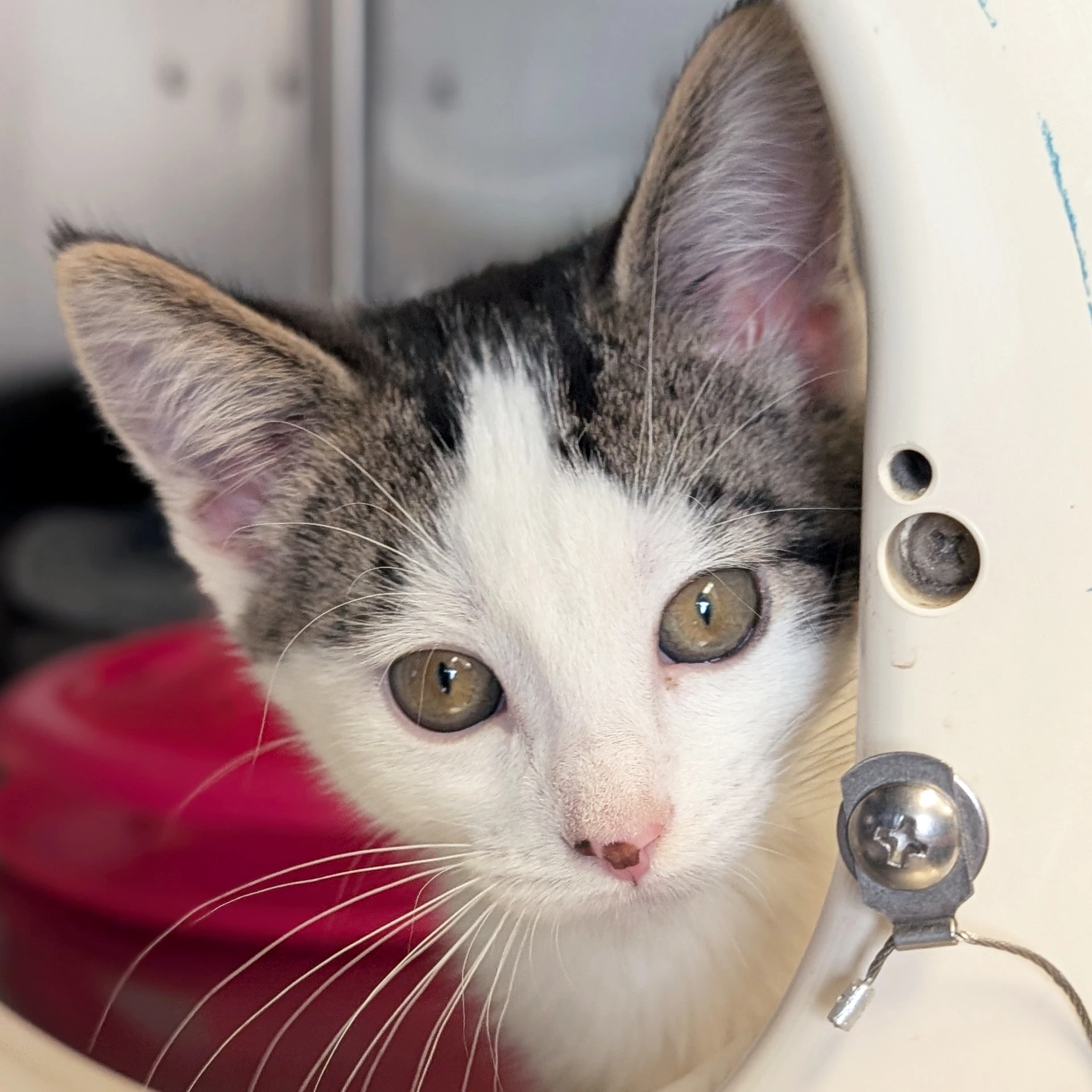 Pringles - Name Your Own Adoption Fee