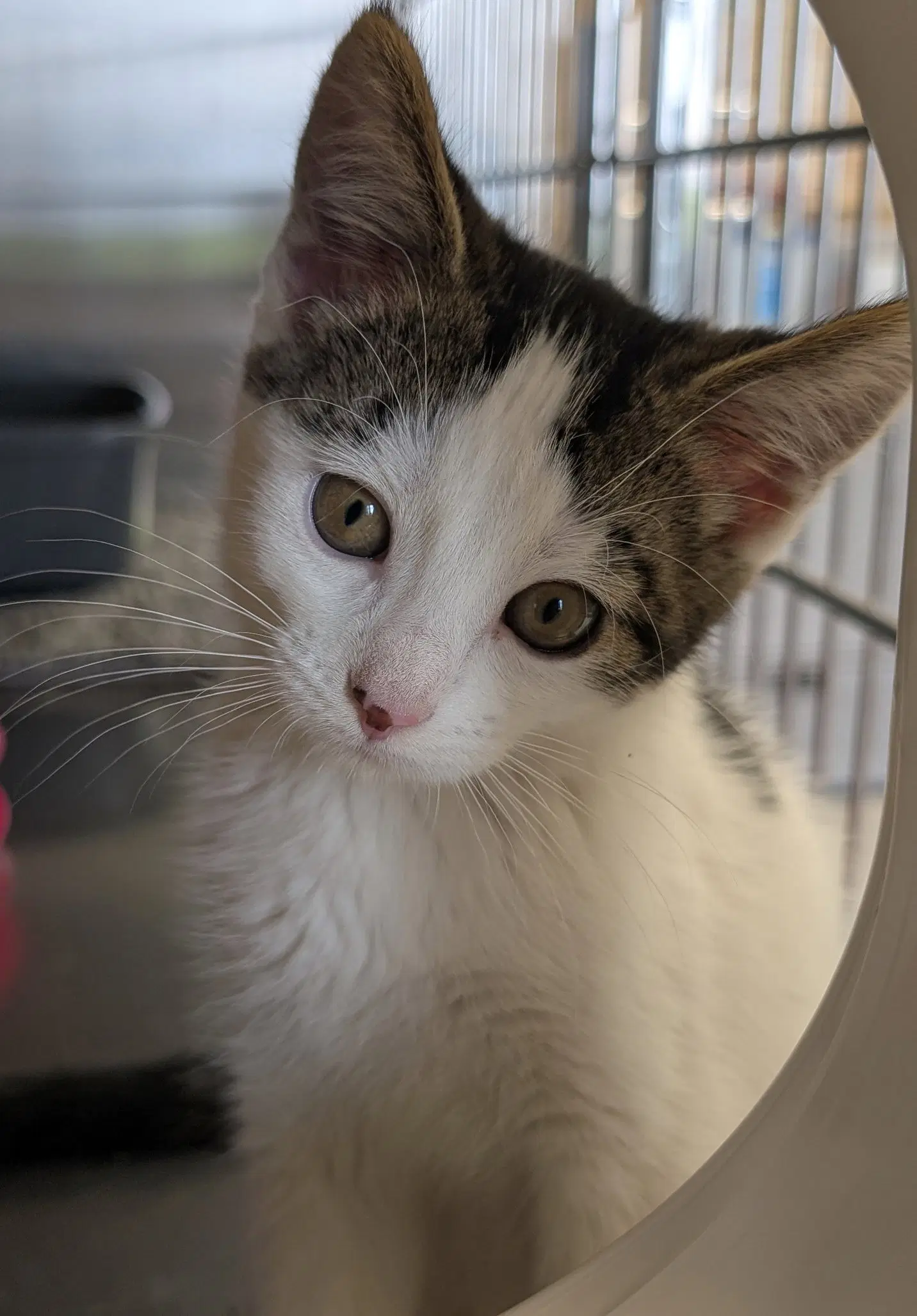Pringles - Name Your Own Adoption Fee image 2