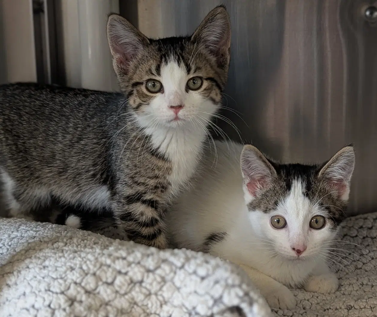 Pringles - Name Your Own Adoption Fee image 3
