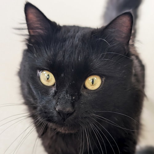 Odin - Name Your Own Adoption Fee!, an adoptable Domestic Long Hair in Jefferson, WI