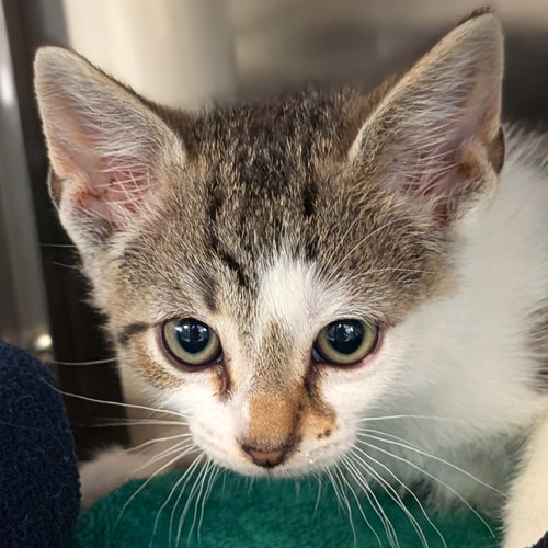 Michael, Baby Domestic Short Hair (short coat), cat for adoption in New Berlin, Wisconsin