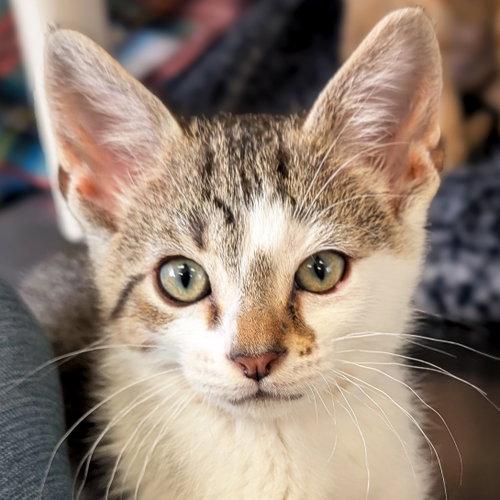 Michael, an adoptable Domestic Short Hair in Jefferson, WI