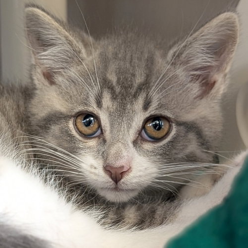 Po Po, Baby Domestic Short Hair (short coat), cat for adoption in New Berlin, Wisconsin
