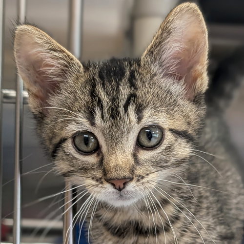 Bruce, Baby Domestic Short Hair (short coat), cat for adoption in Waukesha, Wisconsin