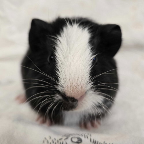 Carlos