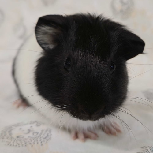 Winston
