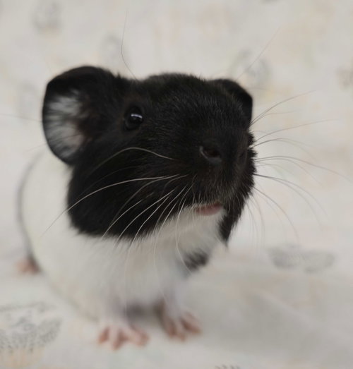 Winston photo 2