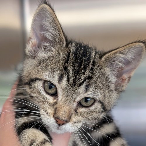 Nemo, an adoptable Domestic Short Hair in Jefferson, WI