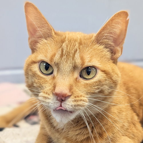 Tiny - Reduced Fee!, an adoptable Domestic Short Hair in Jefferson, WI