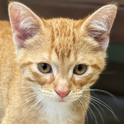 Alvin - Reduced Fee!, an adoptable Domestic Short Hair in Jefferson, WI