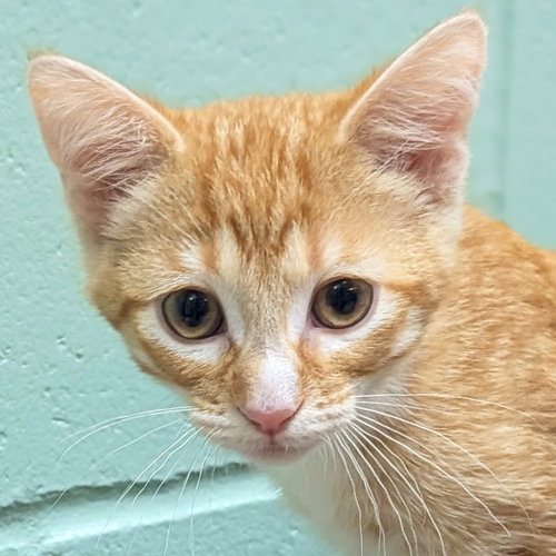 Simon - Reduced Fee!, an adoptable Domestic Short Hair in Jefferson, WI
