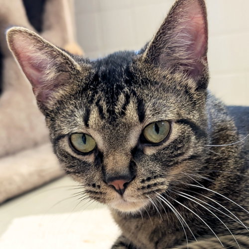 Gibby, an adoptable Domestic Short Hair in Jefferson, WI
