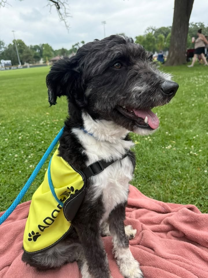Scrappy - Name Your Own Adoption Fee!