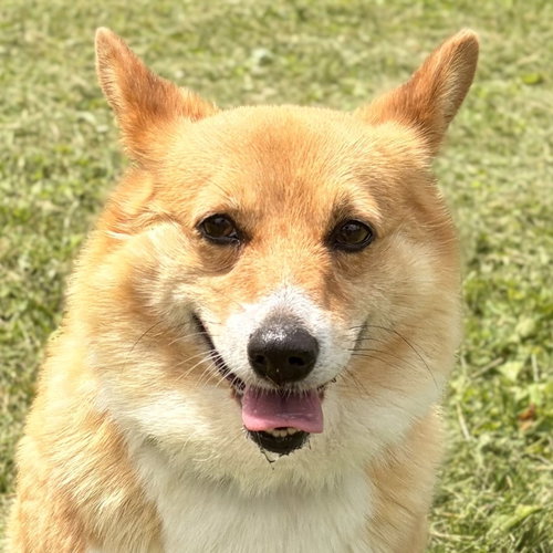Flicker, an adoptable Corgi in Jefferson, WI