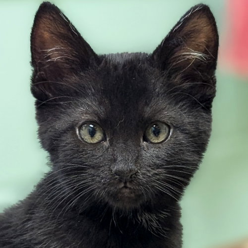 Jacques, an adoptable Domestic Short Hair in Jefferson, WI