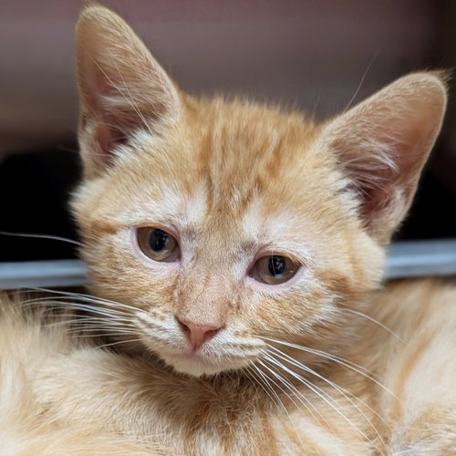 Terra, an adoptable Domestic Short Hair in Jefferson, WI