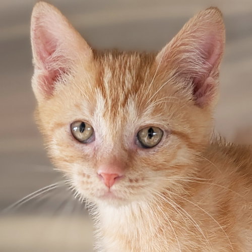 Jasper, an adoptable Domestic Short Hair in Jefferson, WI