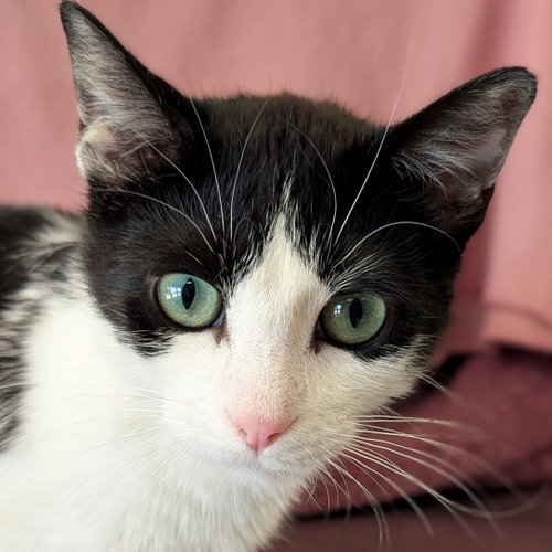 Magpie, an adoptable Domestic Short Hair in Jefferson, WI