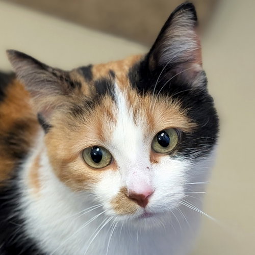 Wanda, an adoptable Domestic Short Hair in Jefferson, WI