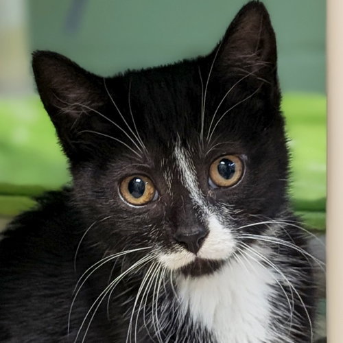Wednesday, an adoptable Domestic Short Hair in Jefferson, WI