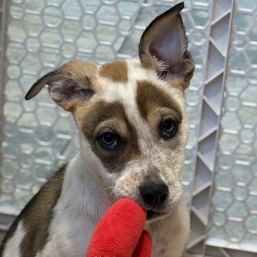 Ryder, an adoptable Unknown breed in Jefferson, WI