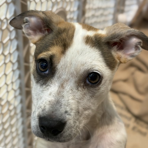 Reina, an adoptable Unknown breed in Jefferson, WI