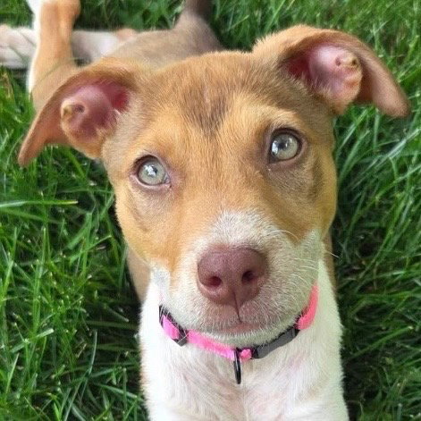 Raspberry, an adoptable Unknown breed in Jefferson, WI