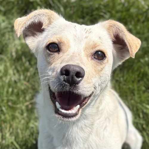 Dreamboat, an adoptable Unknown breed in Jefferson, WI