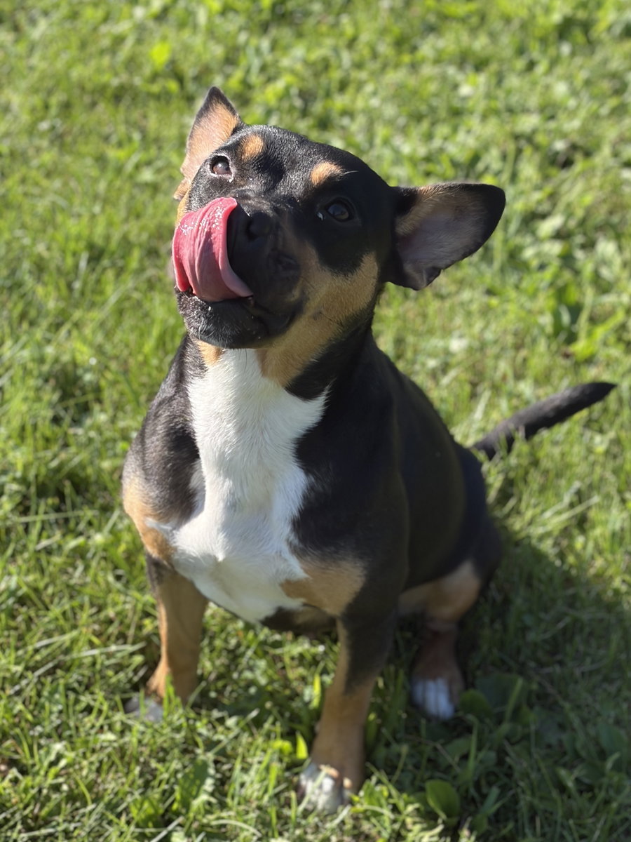 Waffles - Looking For A Foster!