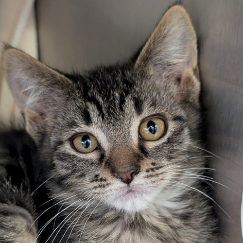 Tundra - Name Your Own Adoption Fee!