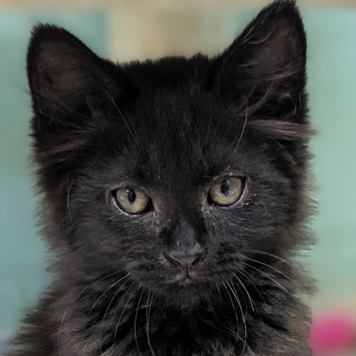 Jalapeño Popper, an adoptable Domestic Long Hair in Jefferson, WI