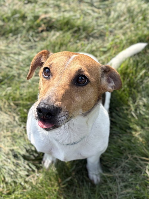 Jack photo 2
