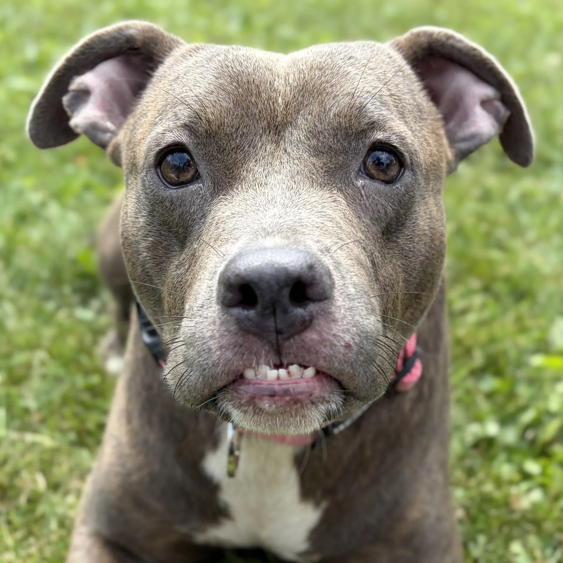 Kimmie - Pit Bull Terrier