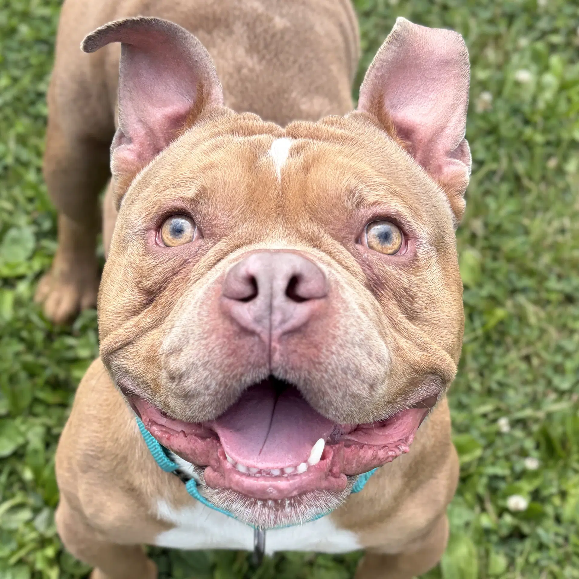 Emoji - Bulldog