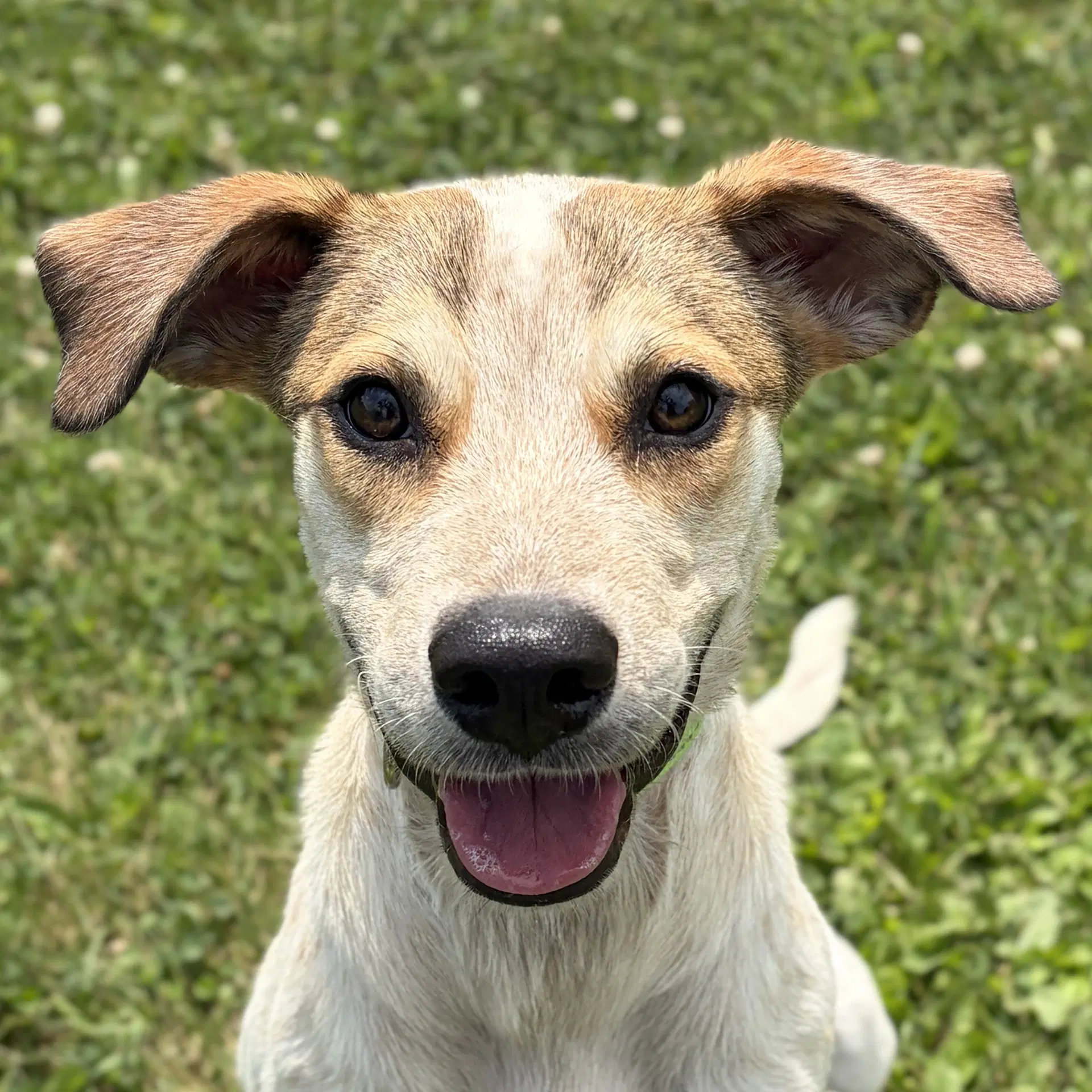Fraiser - Hound