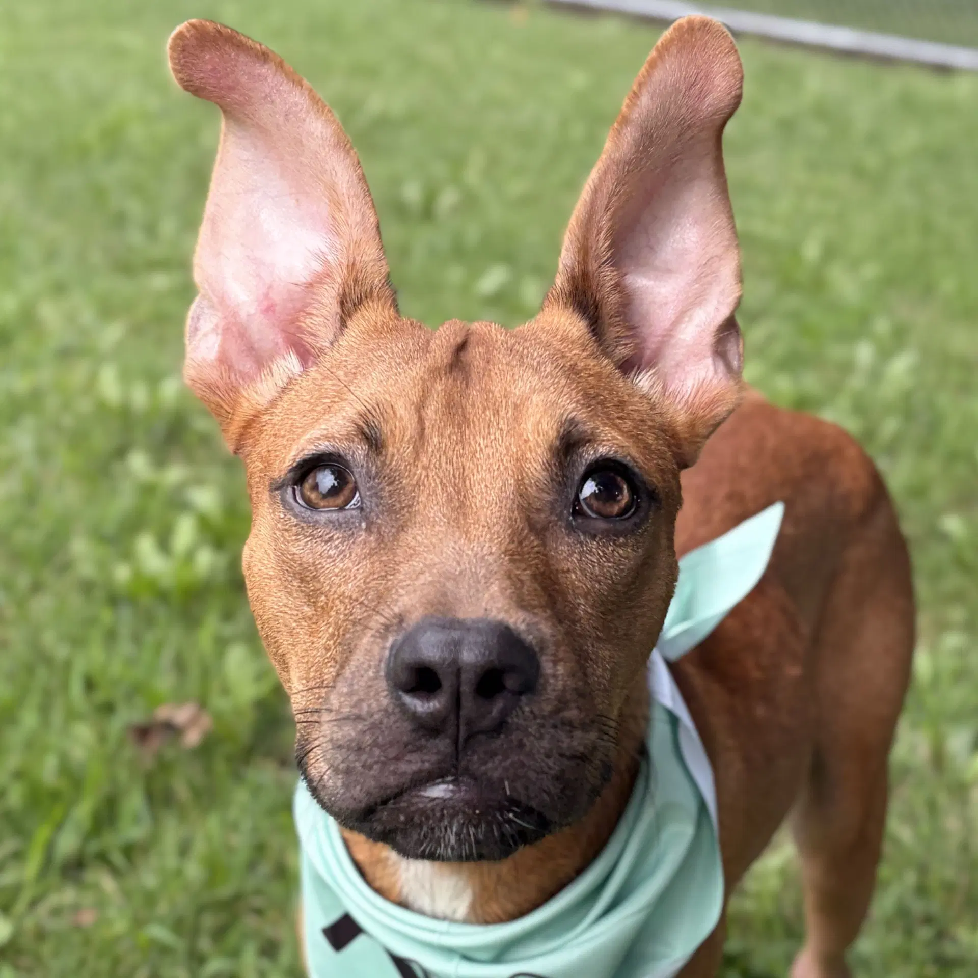 Tator - Pit Bull Terrier