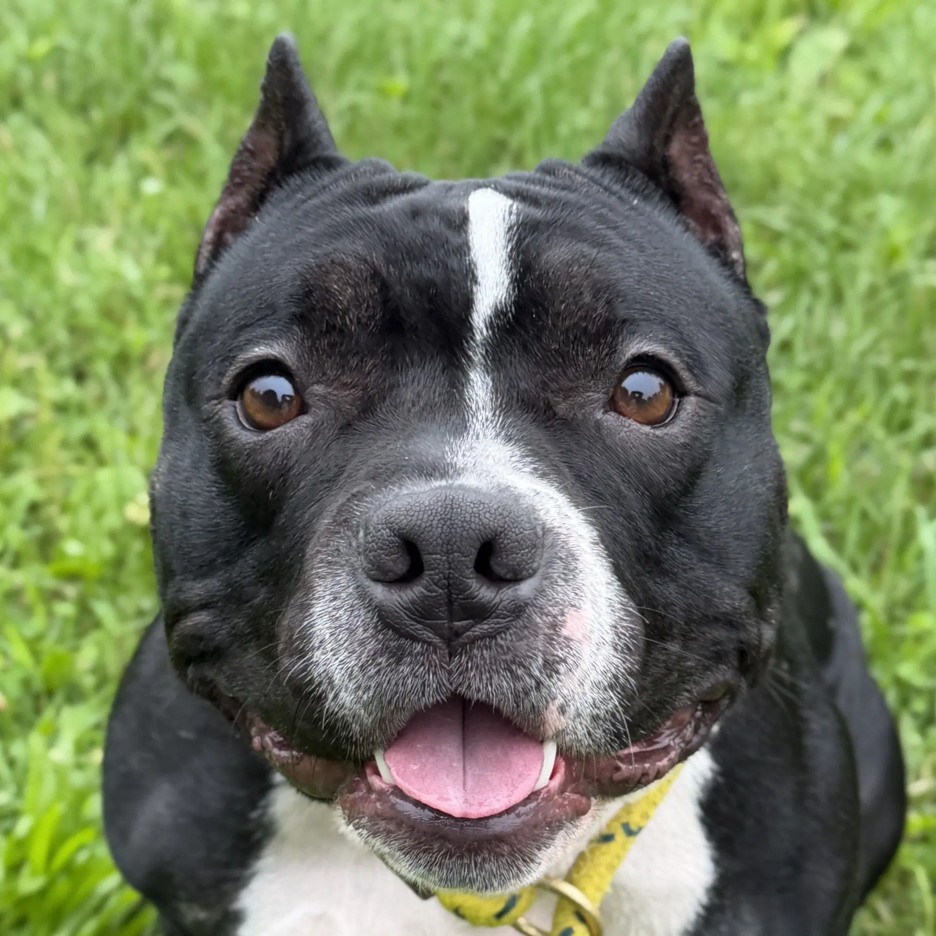 Mercedes - Pit Bull Terrier