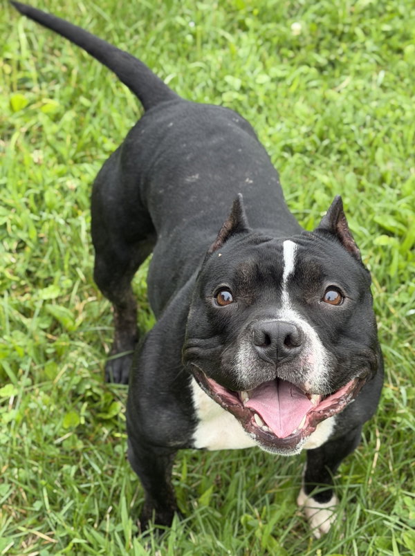 Mercedes - Name Your Own Adoption Fee!