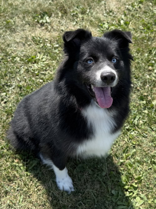 Pepper photo 3
