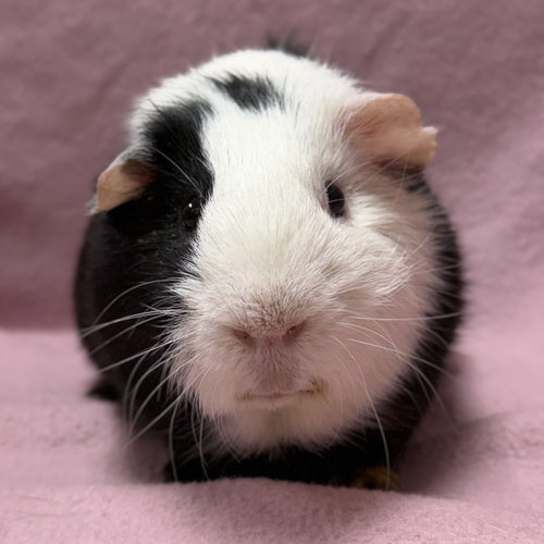 Derrick, a guinea pig for adoption from Humane Society of Jefferson County