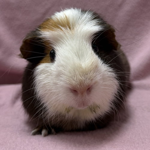 Dilly, a guinea pig for adoption from Humane Society of Jefferson County