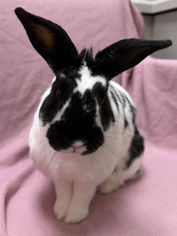 Apollo