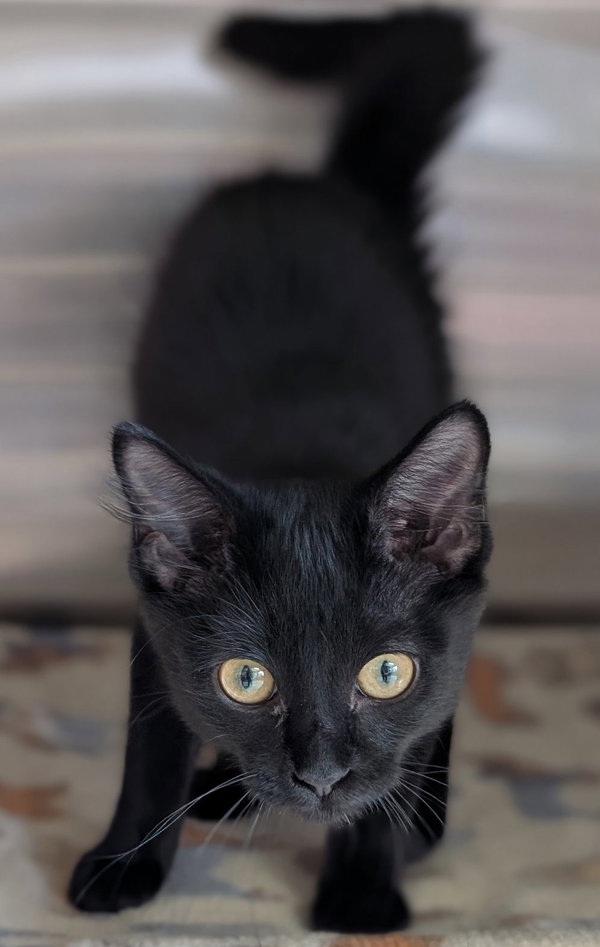 Kitrece
