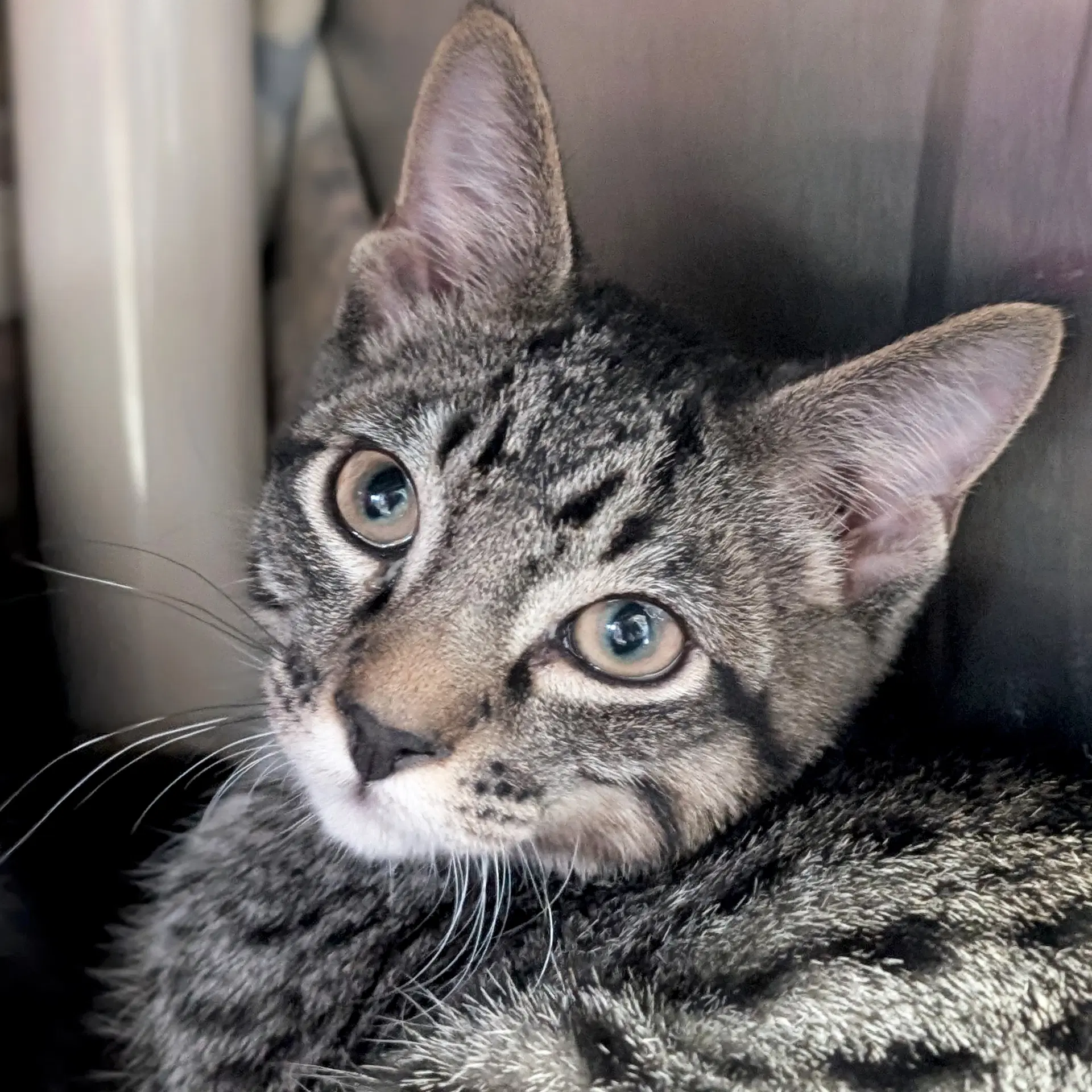 Tiger - Domestic Short Hair