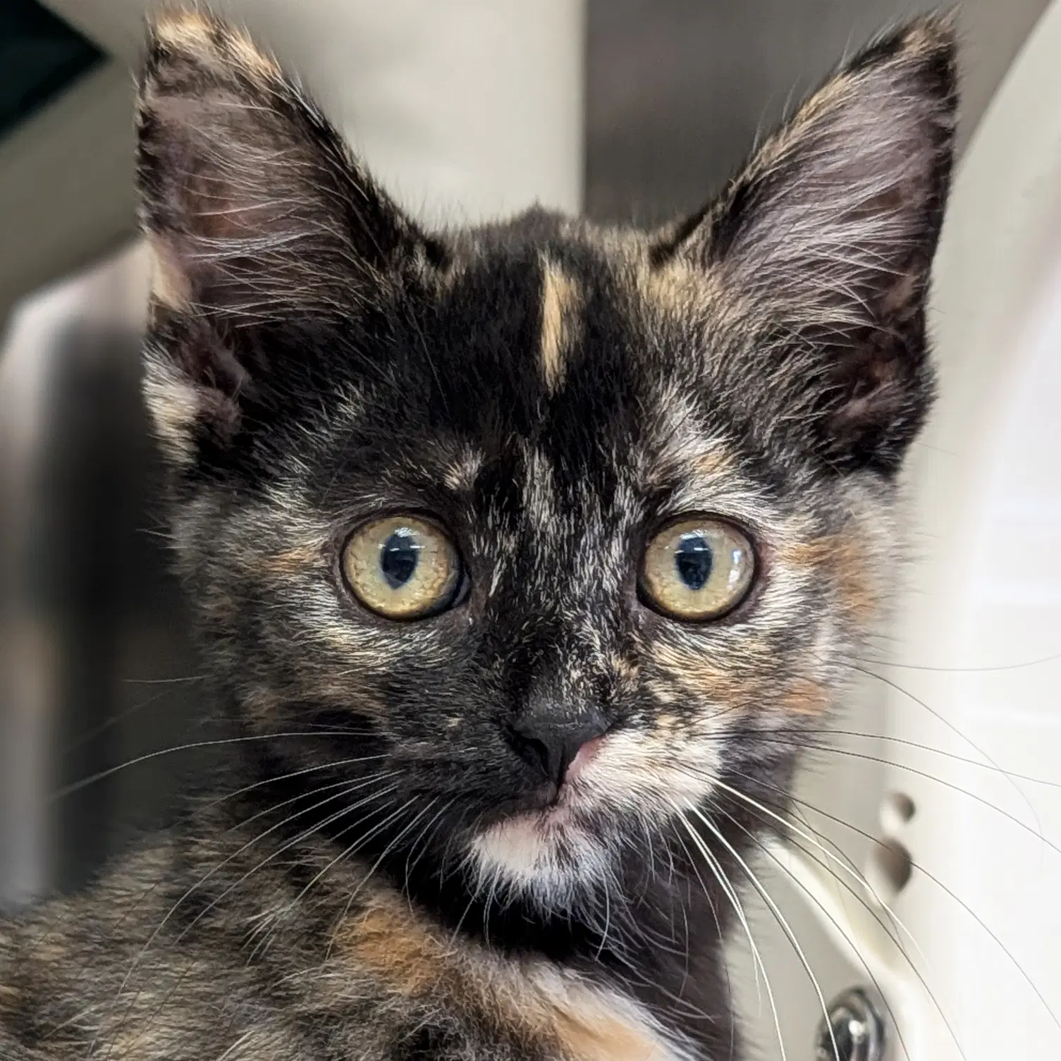 Princess Donut - Reduced Fee - Domestic Short Hair