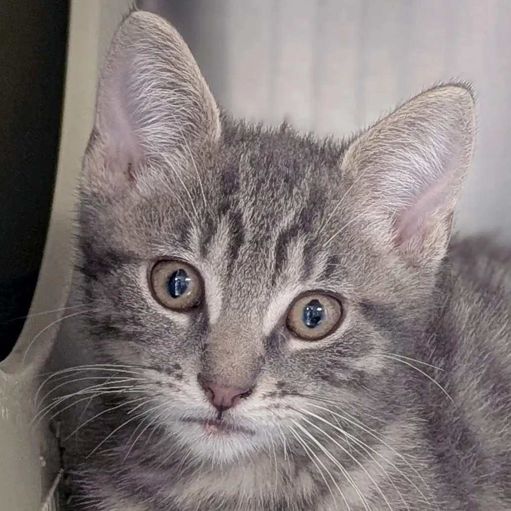 Right Field - Domestic Short Hair